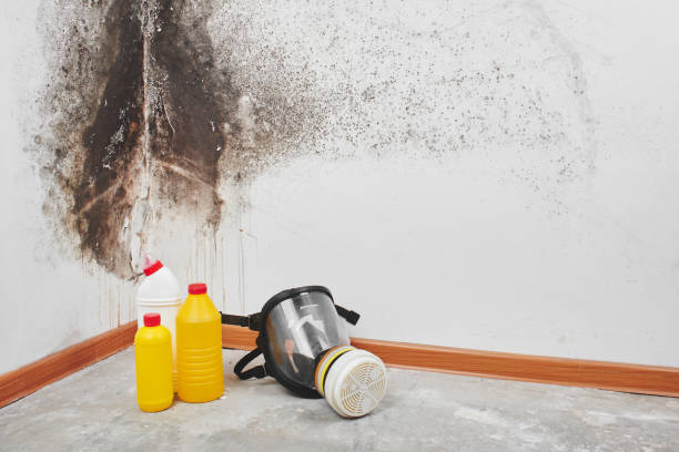 Best Toxic Mold Removal  in El Monte, CA