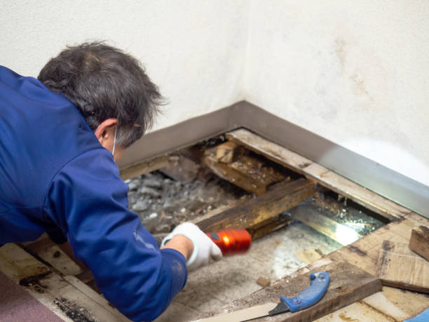 Best Mold Testing and Removal  in El Monte, CA
