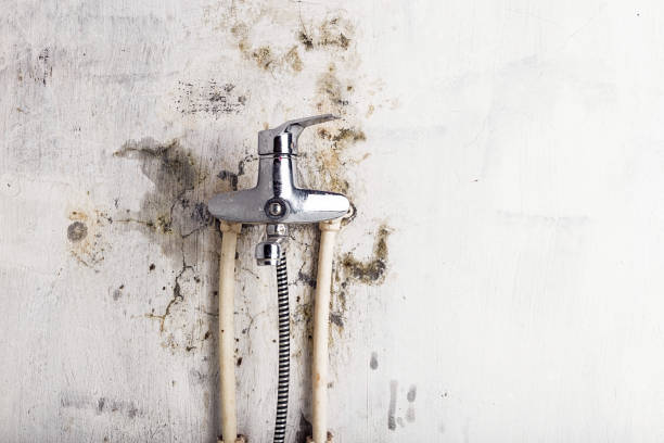  El Monte, CA Mold Removal Pros