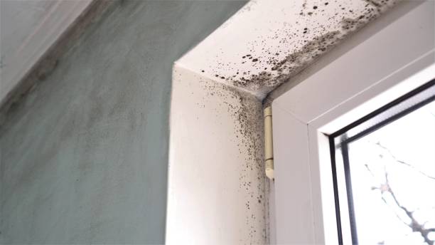 Best Mold Damage Repair  in El Monte, CA