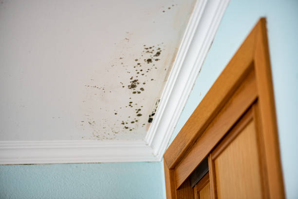 Professional Mold Removal in El Monte, CA