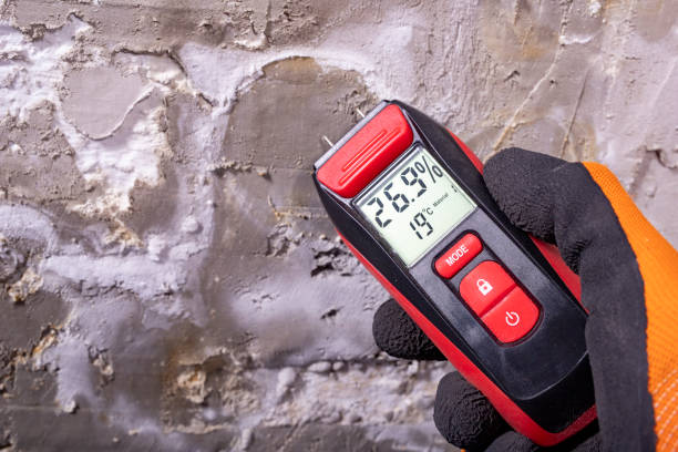 Best Professional Mold Removal  in El Monte, CA