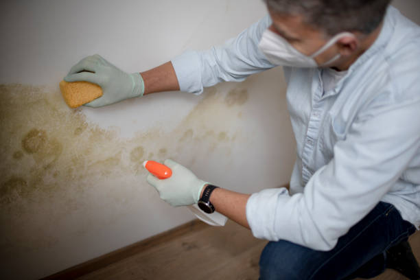 Best Mold Testing  in El Monte, CA