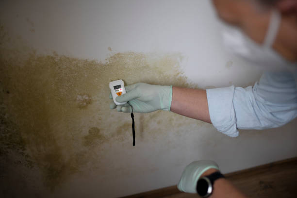 Best Residential Mold Removal  in El Monte, CA