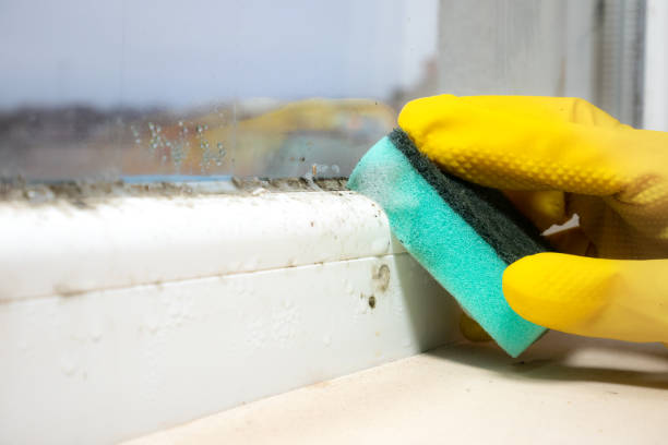 Best Black Mold Removal  in El Monte, CA