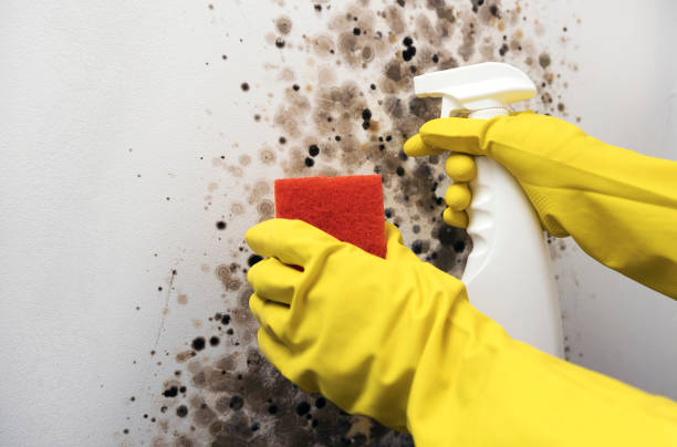 Best Fast Mold Removal  in El Monte, CA