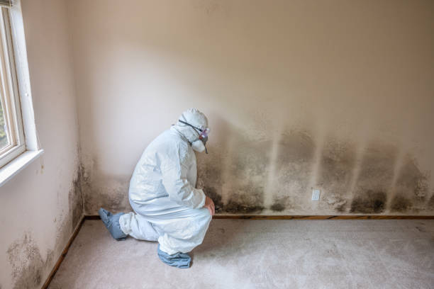 Best Mold Remediation  in El Monte, CA