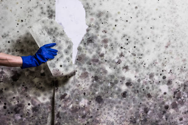 Best Mold Cleaning Services  in El Monte, CA