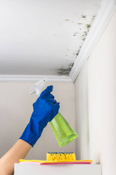 Best Crawl Space Mold Removal  in El Monte, CA