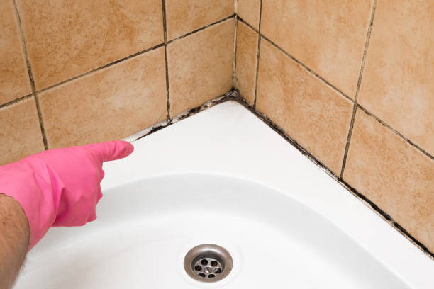 Best Mold Cleaning Services  in El Monte, CA