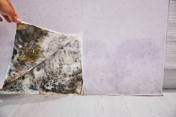 Best Same-Day Mold Removal  in El Monte, CA